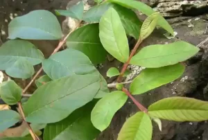 jama aaku