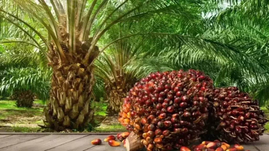 palm oil cultivation