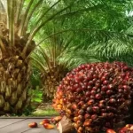 palm oil cultivation