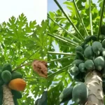 papaya leaf