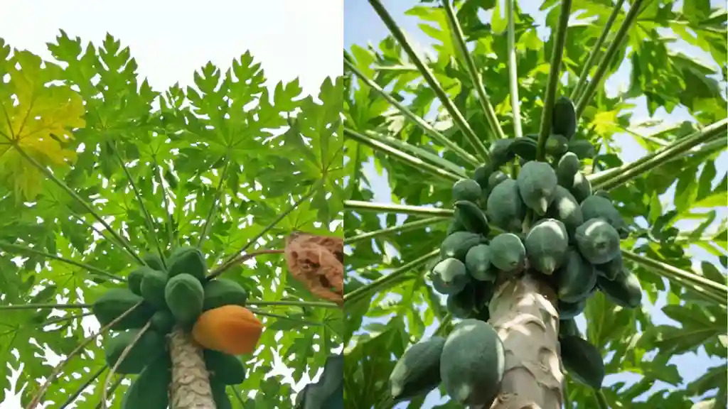 papaya leaf