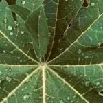 papaya leaf