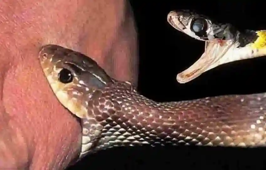 snake bite