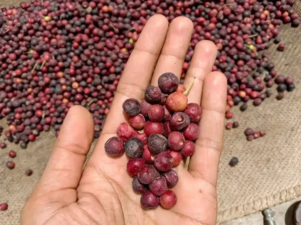 Falsa fruit uses