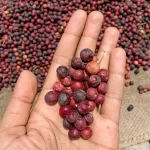 Falsa fruit uses