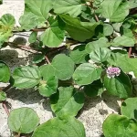 Boerhavia Diffusa