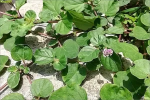 Boerhavia Diffusa