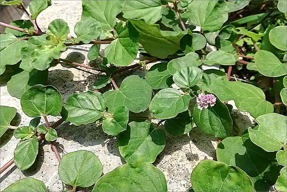 Boerhavia Diffusa
