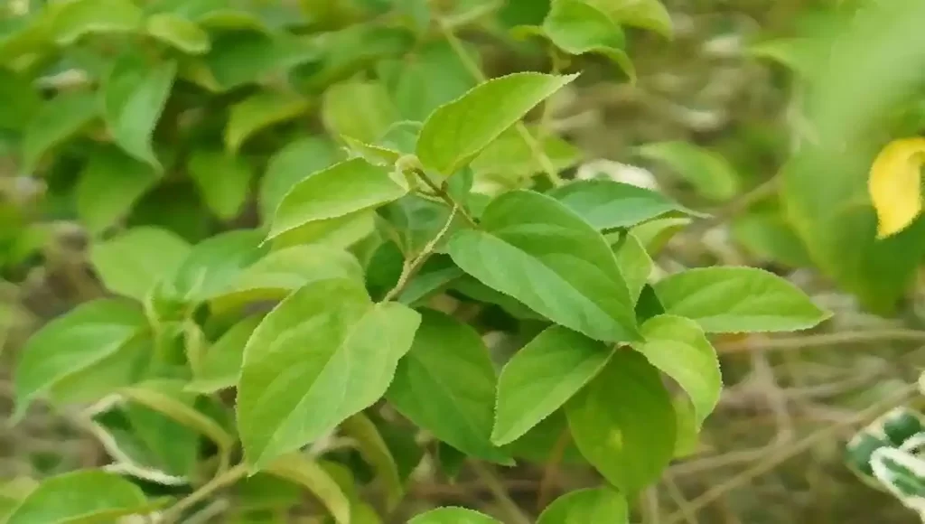 Gymnema Sylvestre