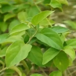 Gymnema Sylvestre