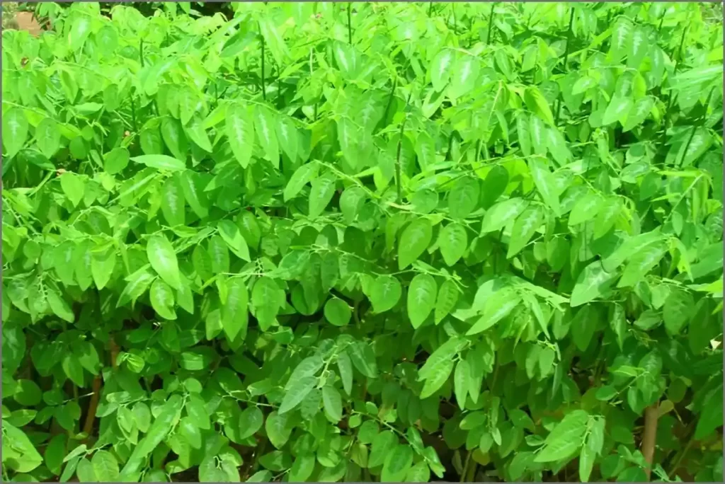 Multi vitamin Plant
