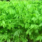 Multi vitamin Plant