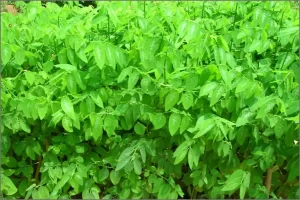 Multi vitamin Plant