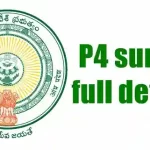 P4 Survey