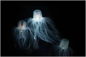 Turritopsis Dorni