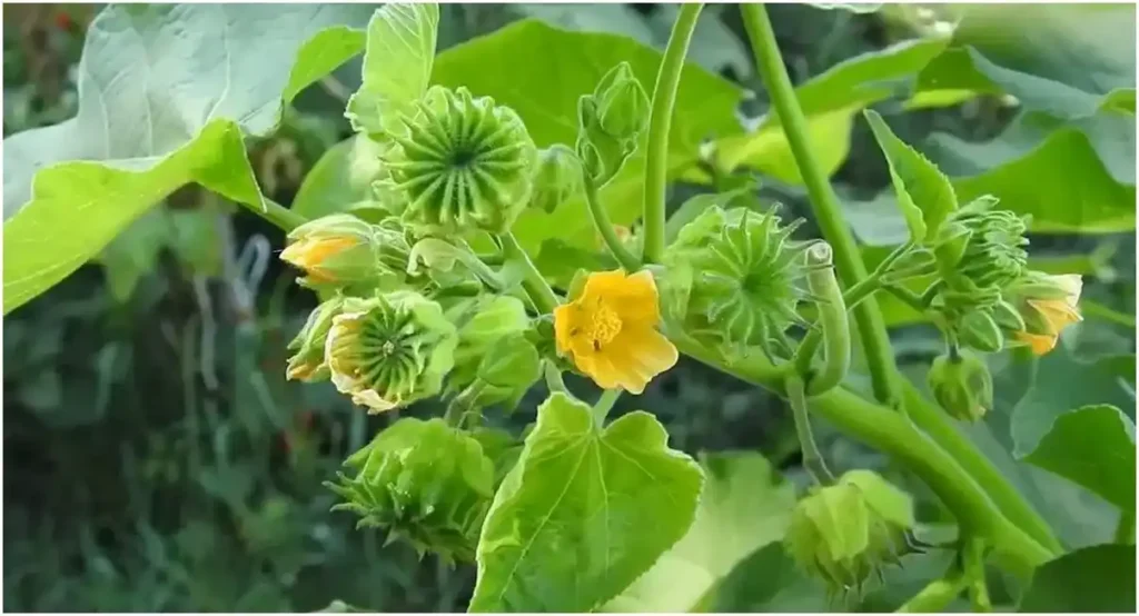 Athibala plant