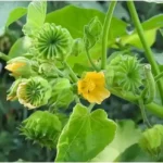 Athibala plant