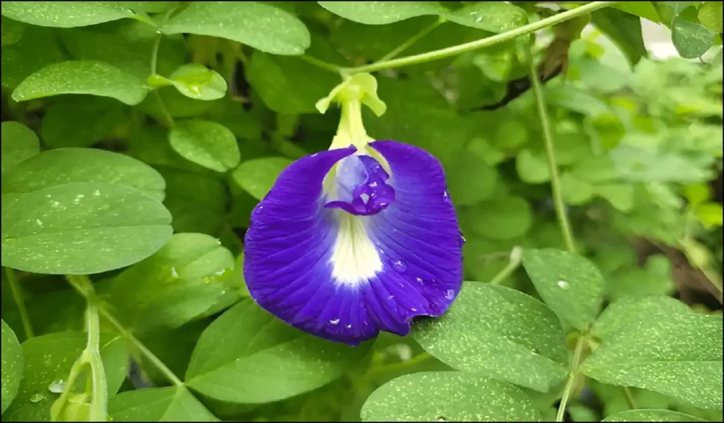 shanku flower