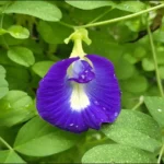 shanku flower