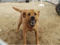 Why Do Dogs Bark at Certain People