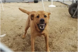 Why Do Dogs Bark at Certain People